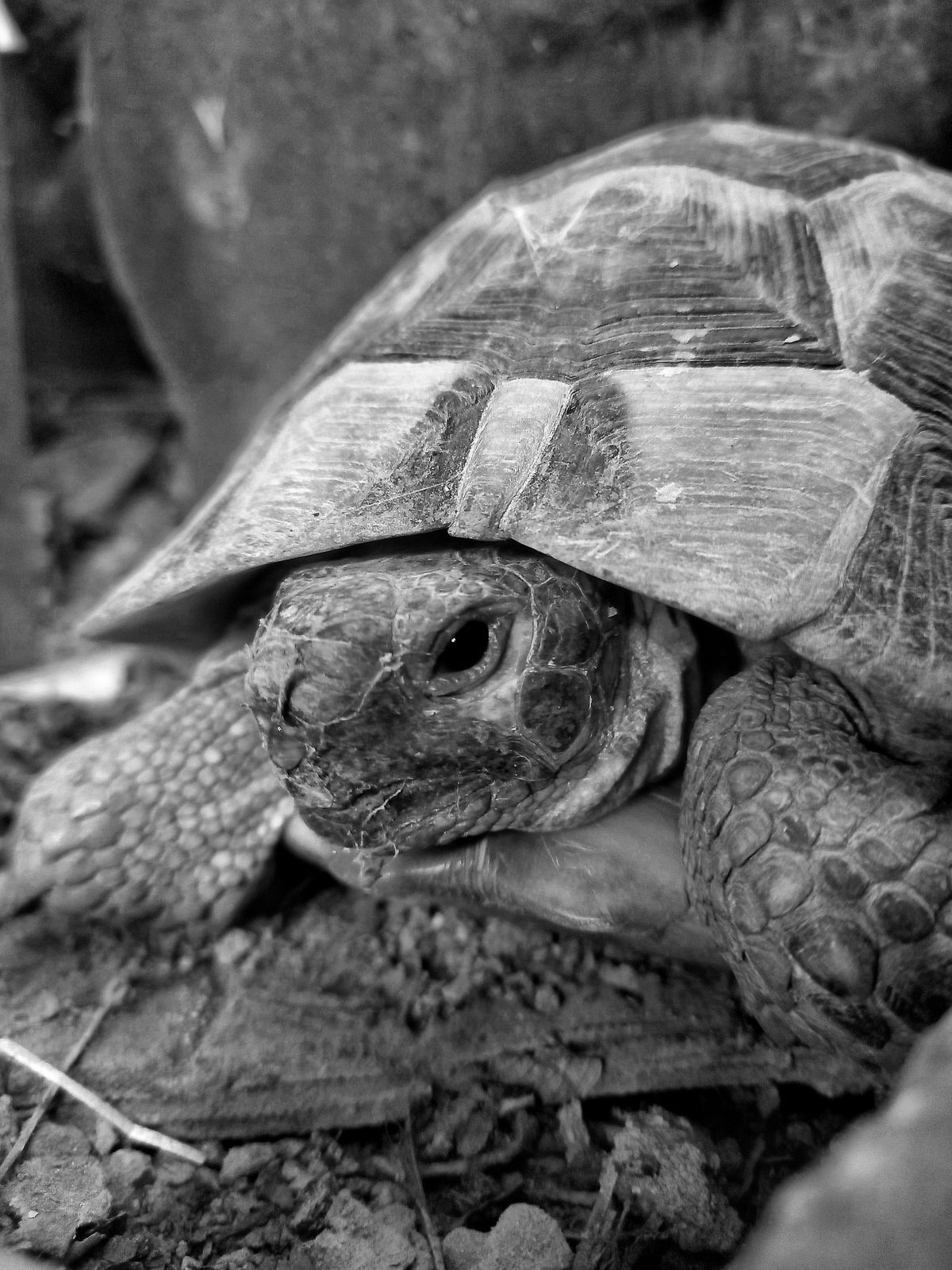 Bark for a Hermann's Tortoise Enclosure