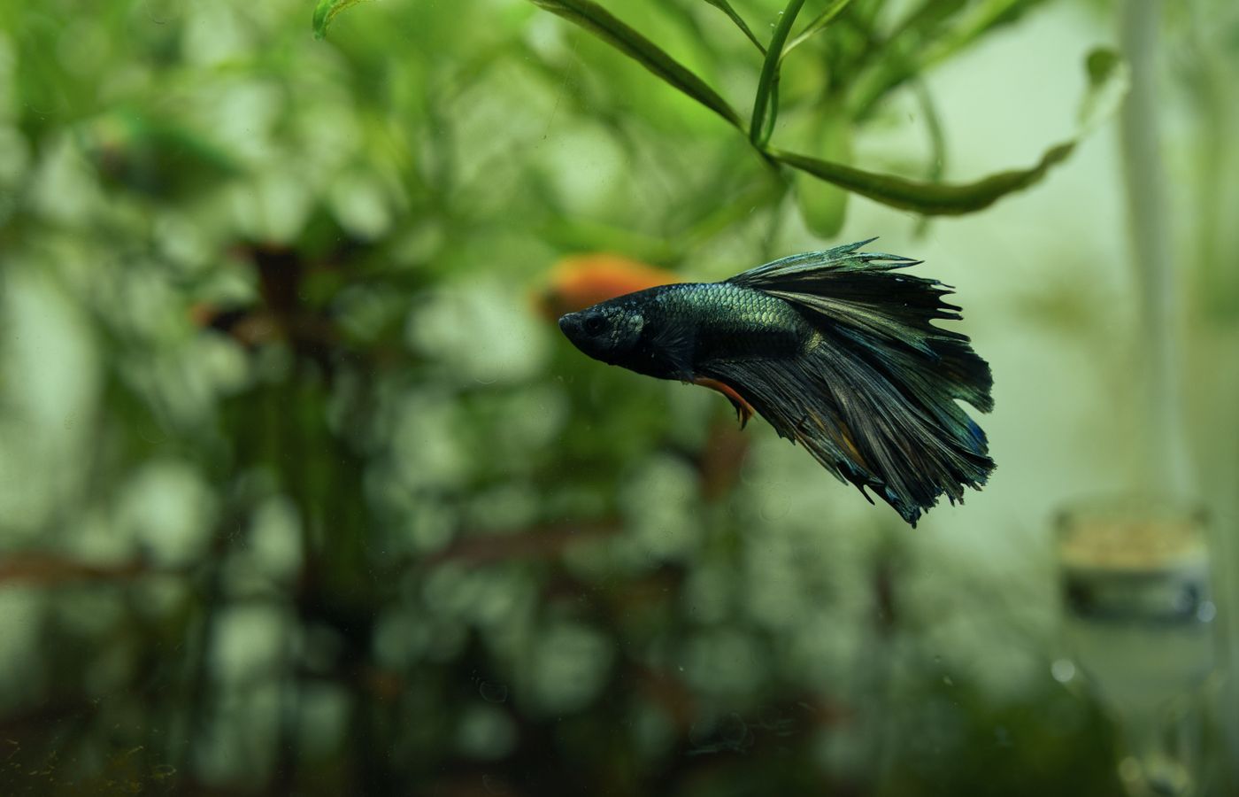 Indian Almond Leaves for a Betta Tank