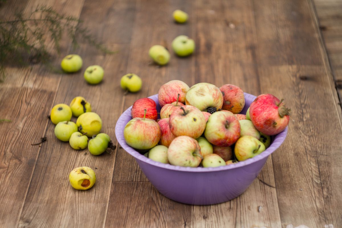 Apple Cider Press for Home Use