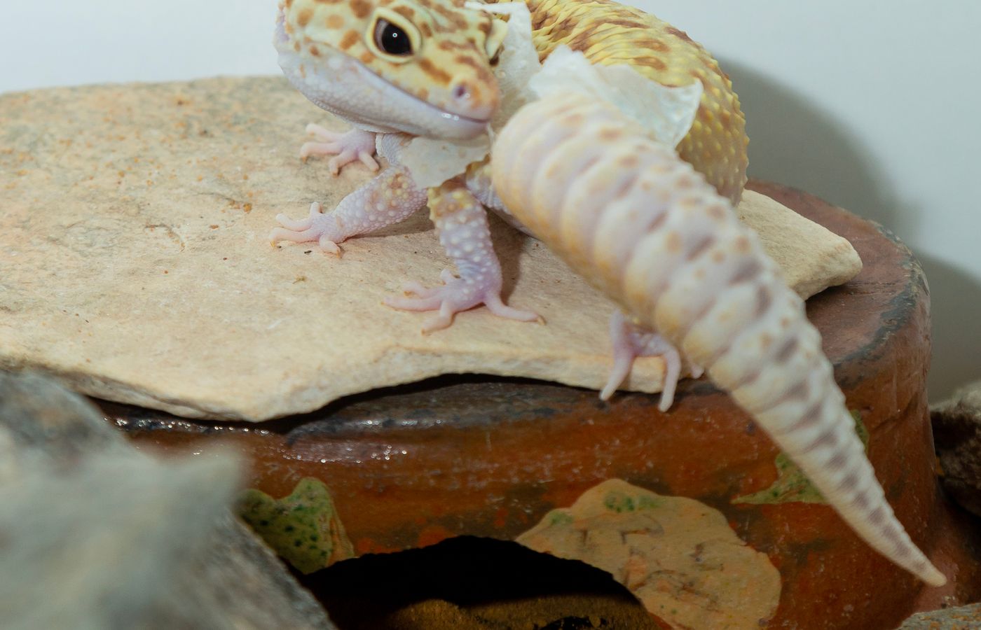 Heat Mat Thermostat for a Leopard Gecko