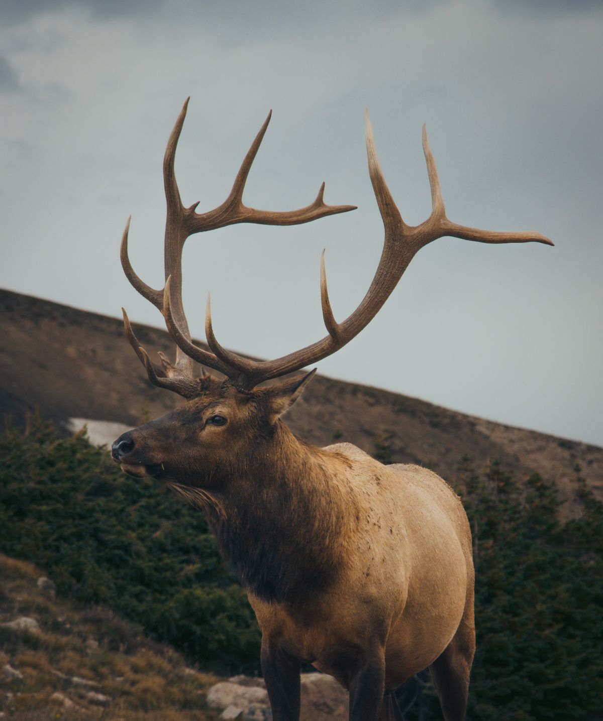 Broadhead for Elk