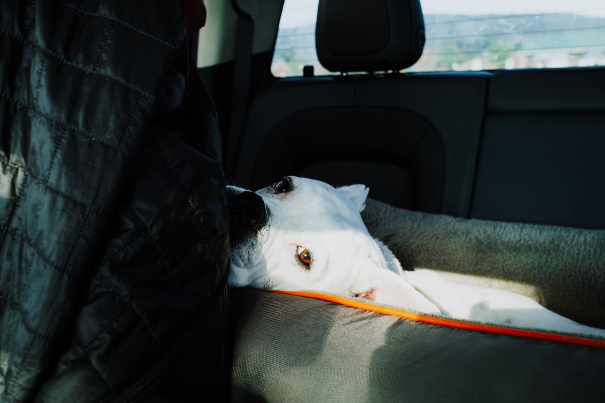 Dog Seat Cover for a Car