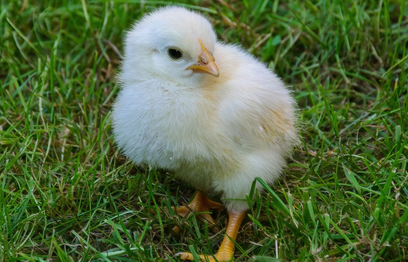 Brooder Plate for Chicks