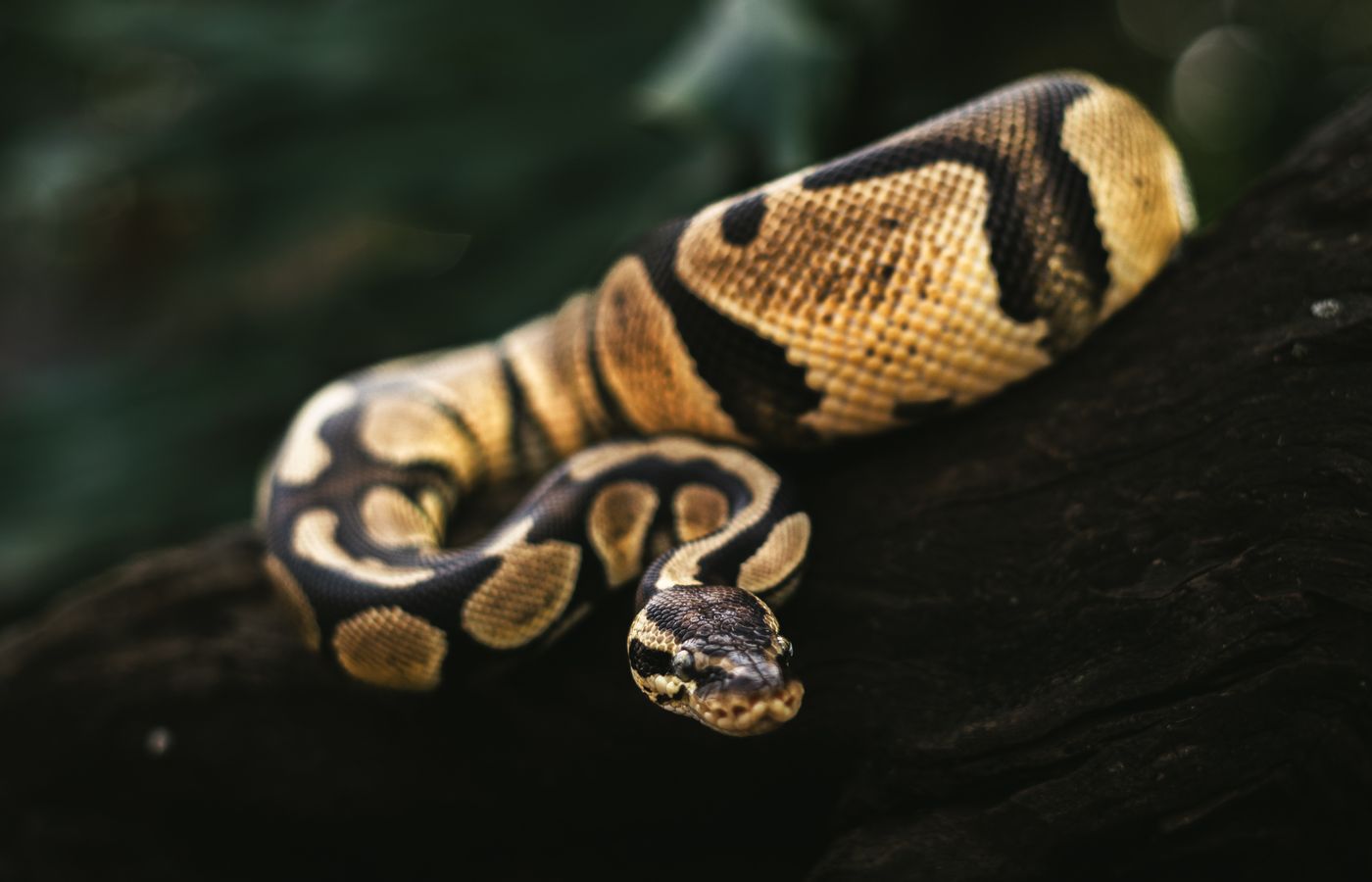Thermostat for a Ball Python Heat Mat