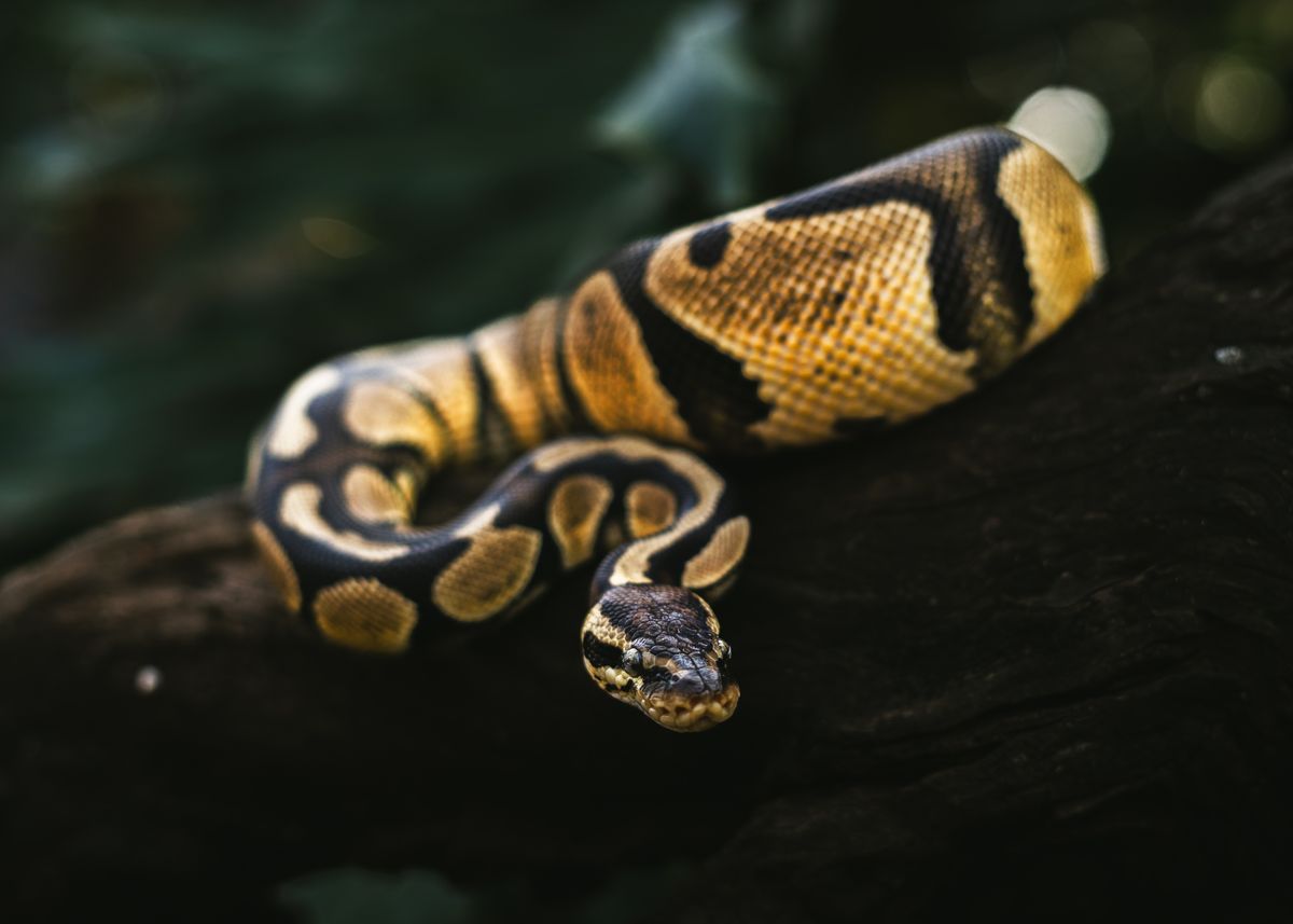 Basking Lamp for a Ball Python