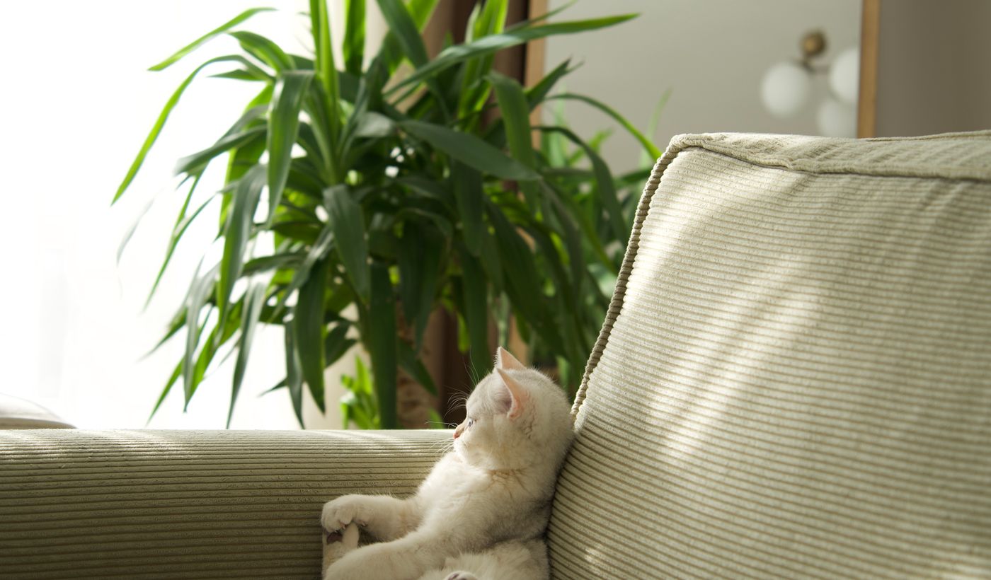 Cat Deterrent Spray
