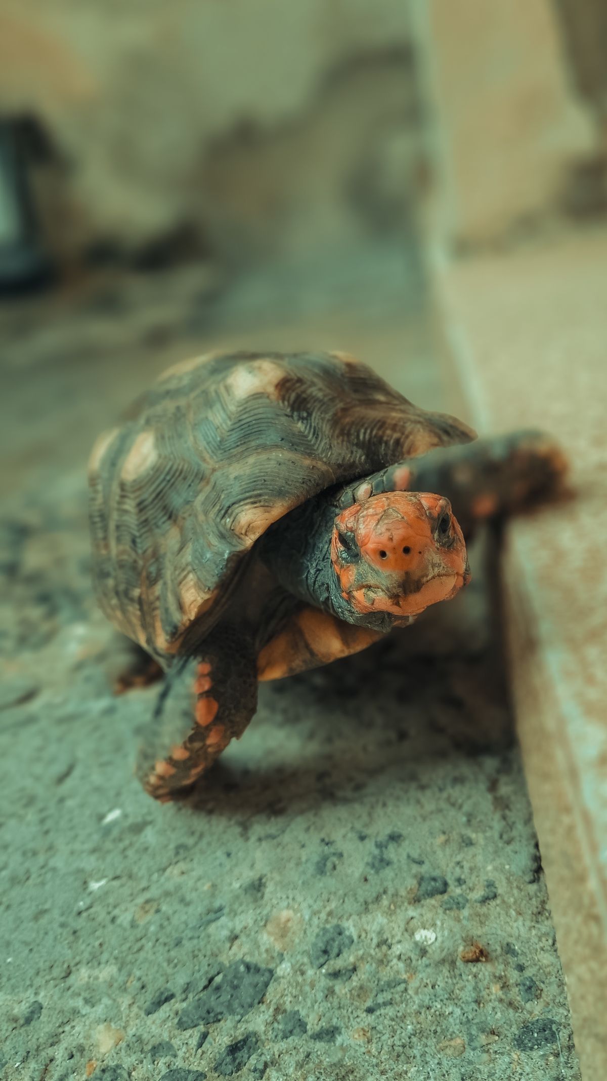 Bedding for a Red Foot Tortoise Enclosure