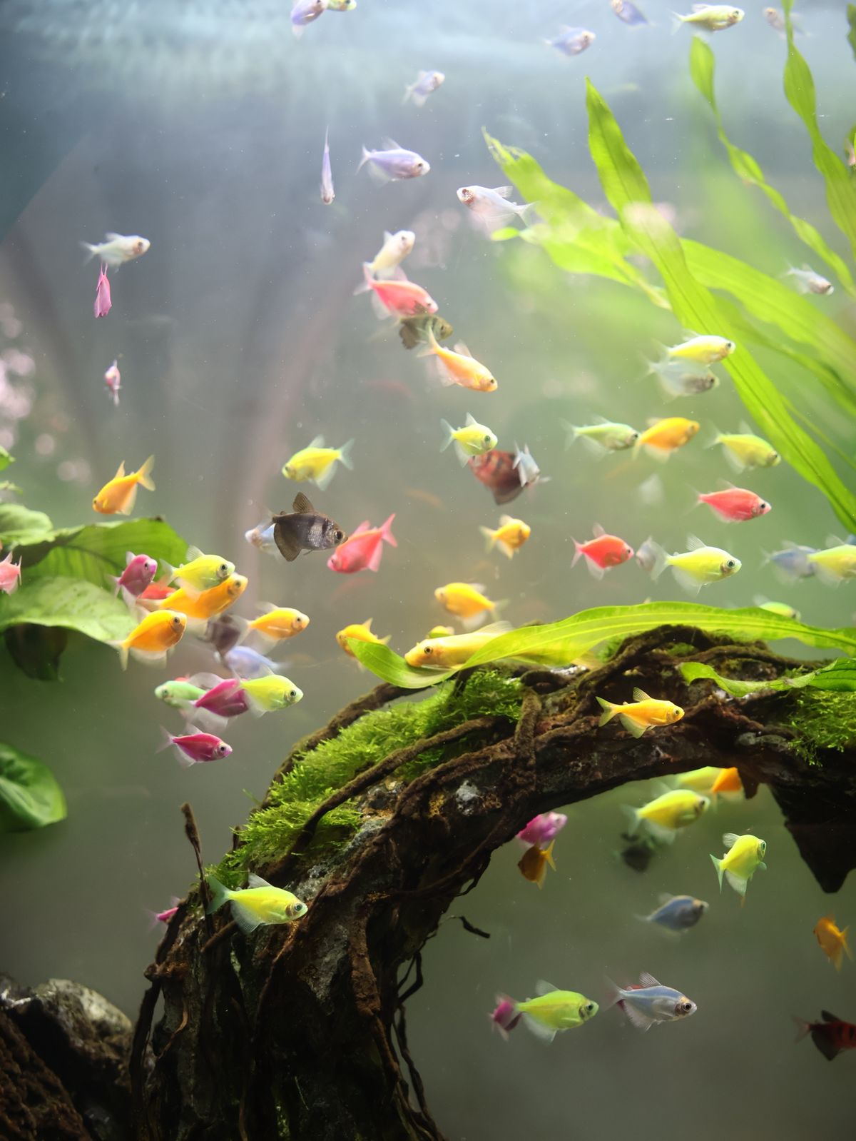 Surface Skimmer for a Planted Tank