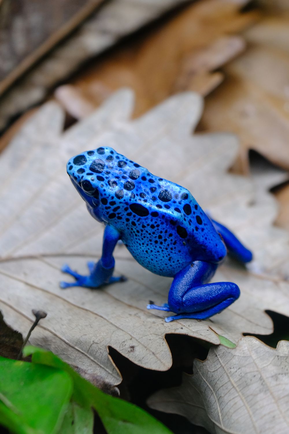 Bioactive Substrate for Dart Frogs