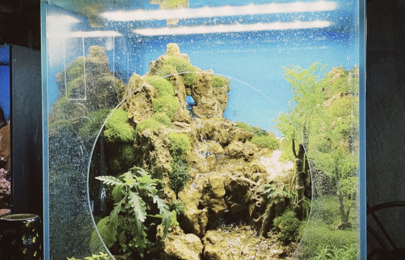 Dragon Stone Hardscape for Aquascaping