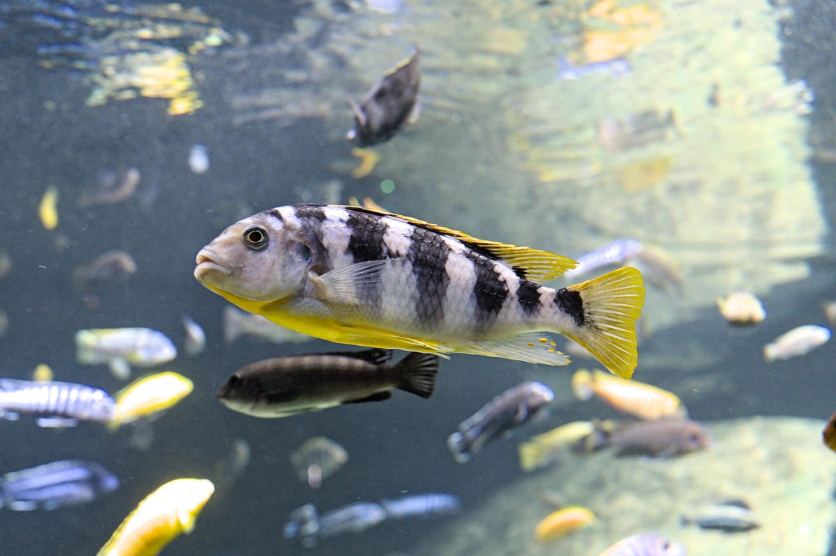 Canister Filter for African Cichlids