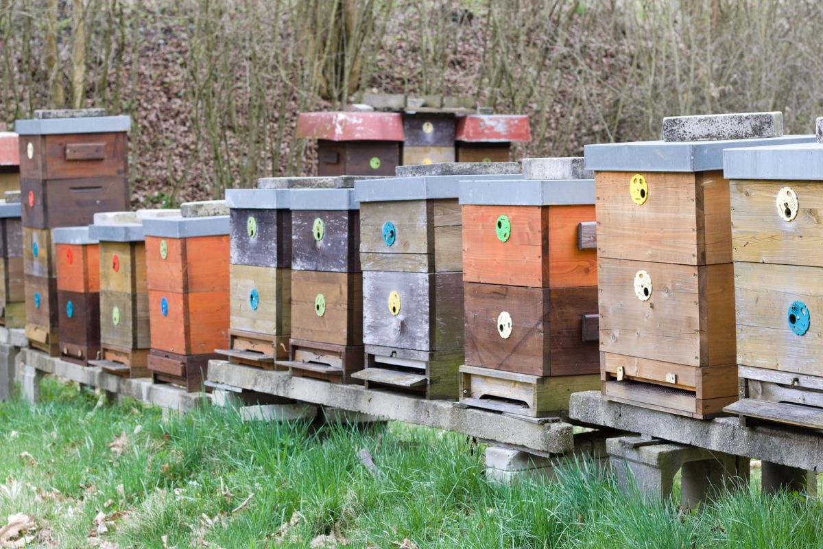 Beehive for Beginners