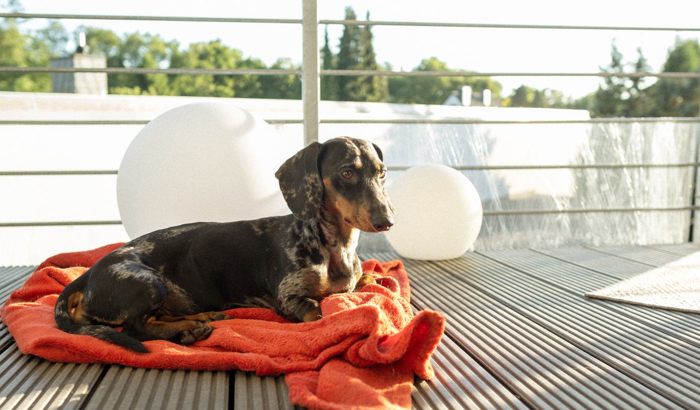 Elevated Dog Bed