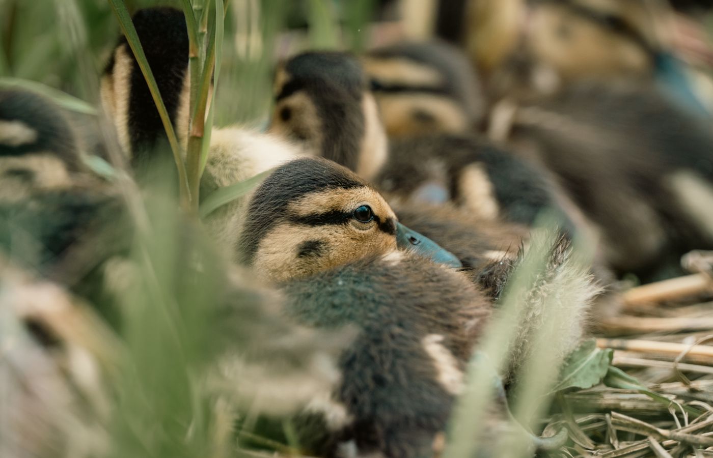 Niacin Supplement for Ducklings
