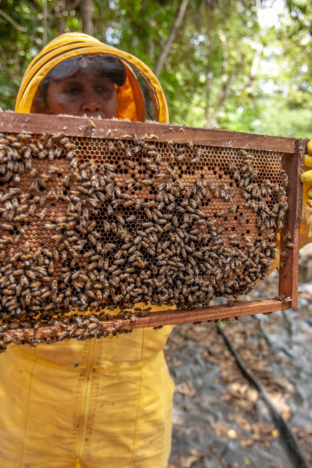 Honey Extractor for a Small-Scale Beekeeper