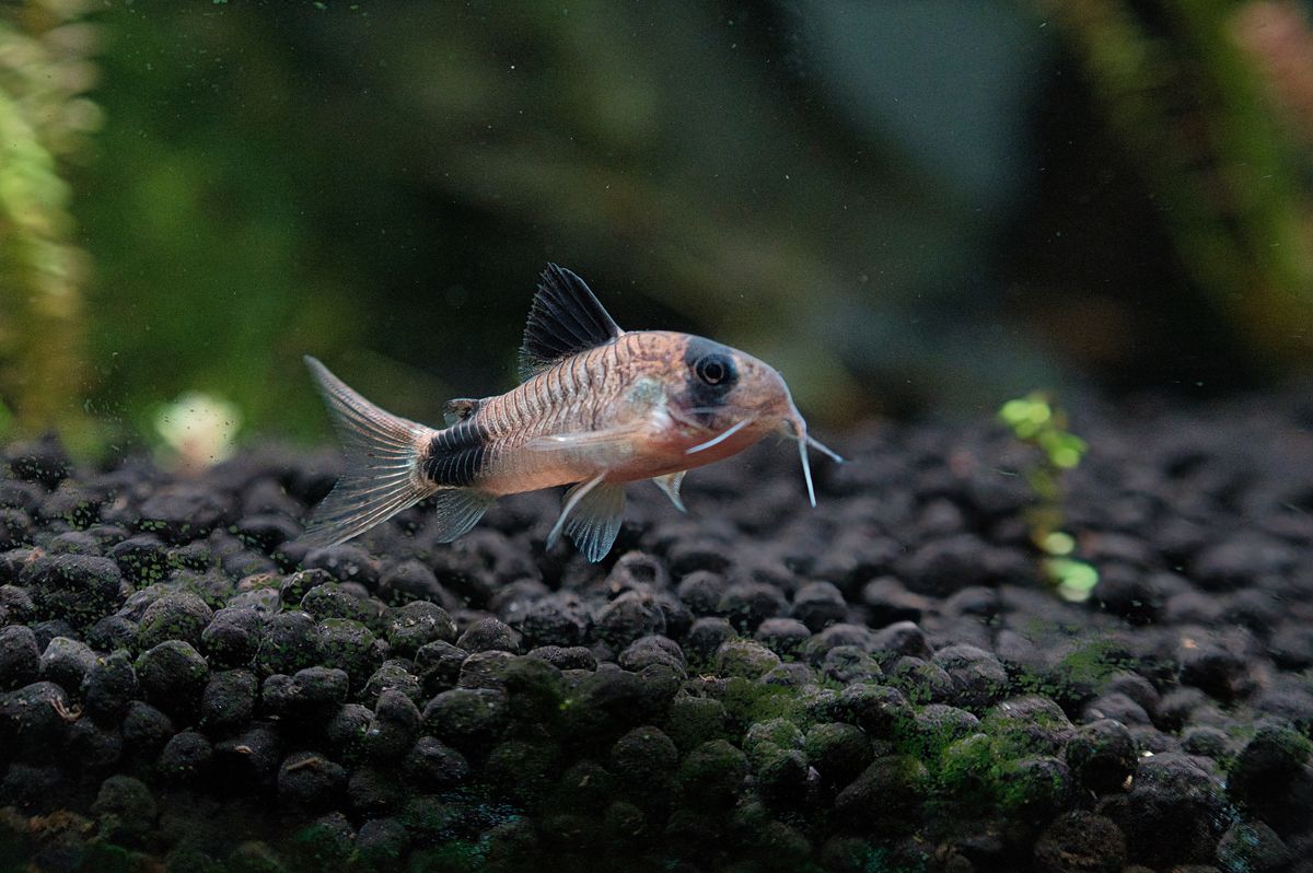 Substrate for a Planted Tank