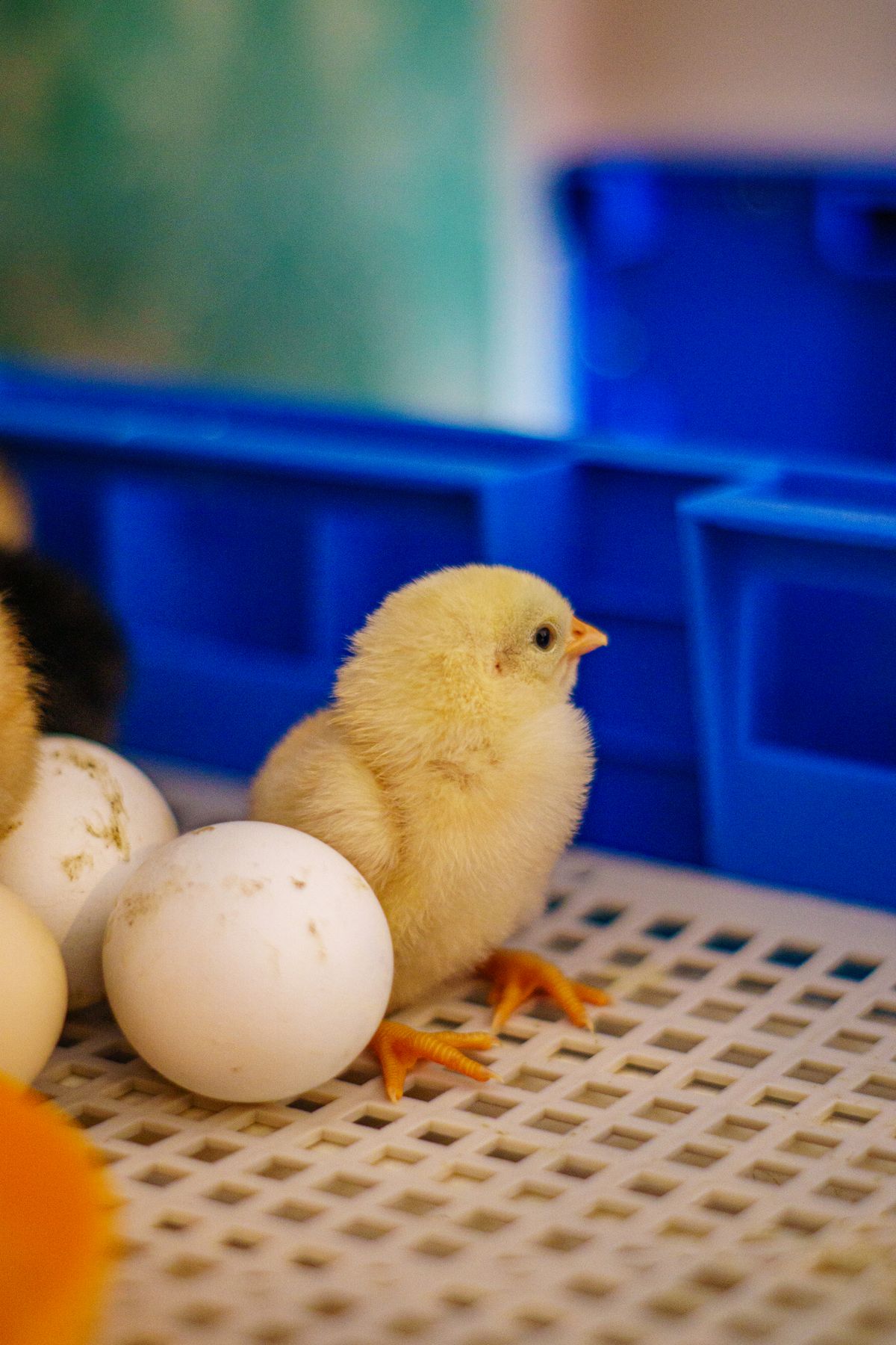 Egg Incubator for Beginners
