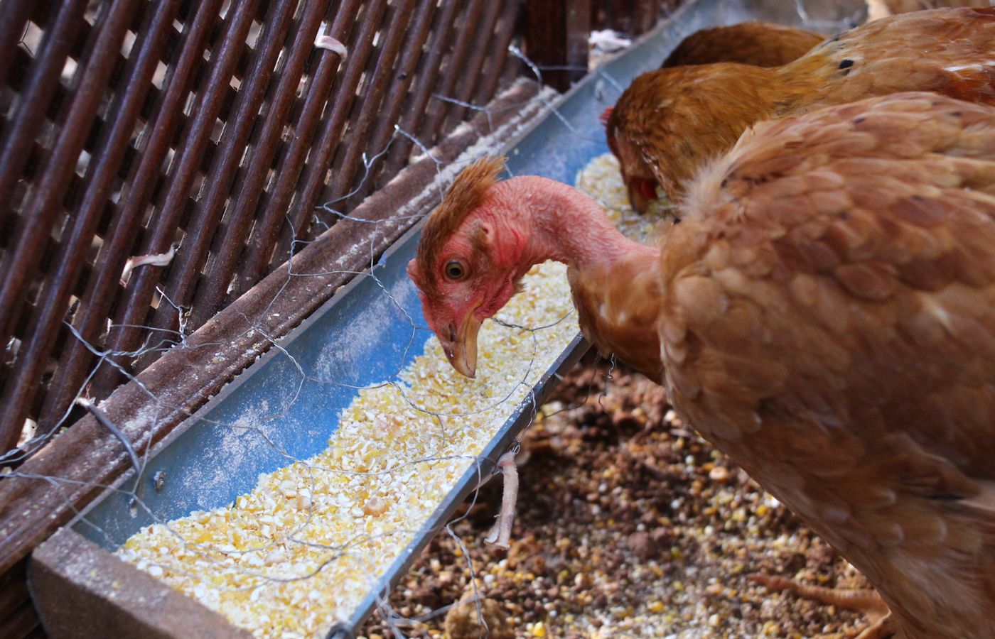 Auto Feeder for Chickens