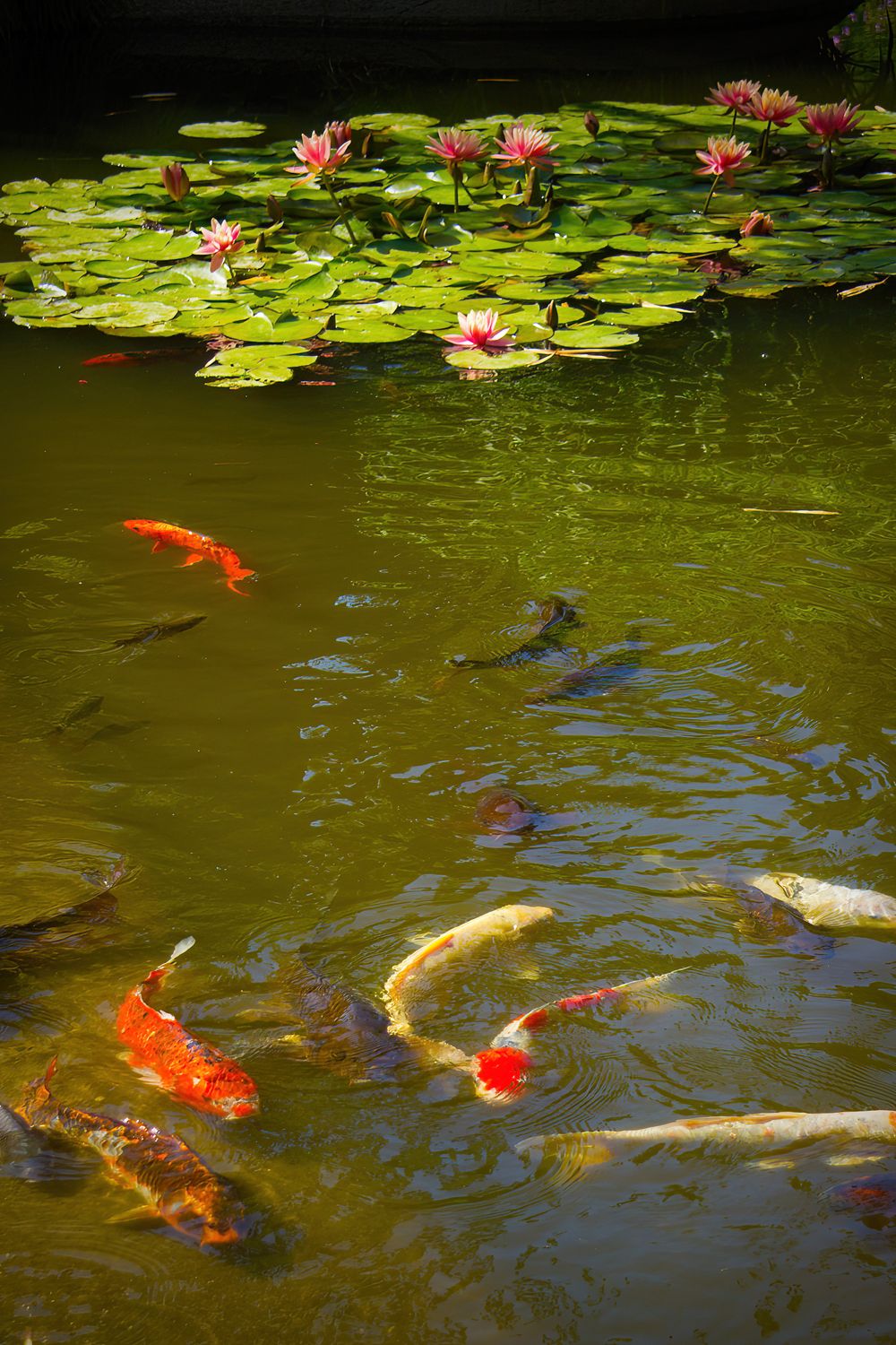 UV Clarifier for Pond Green Water