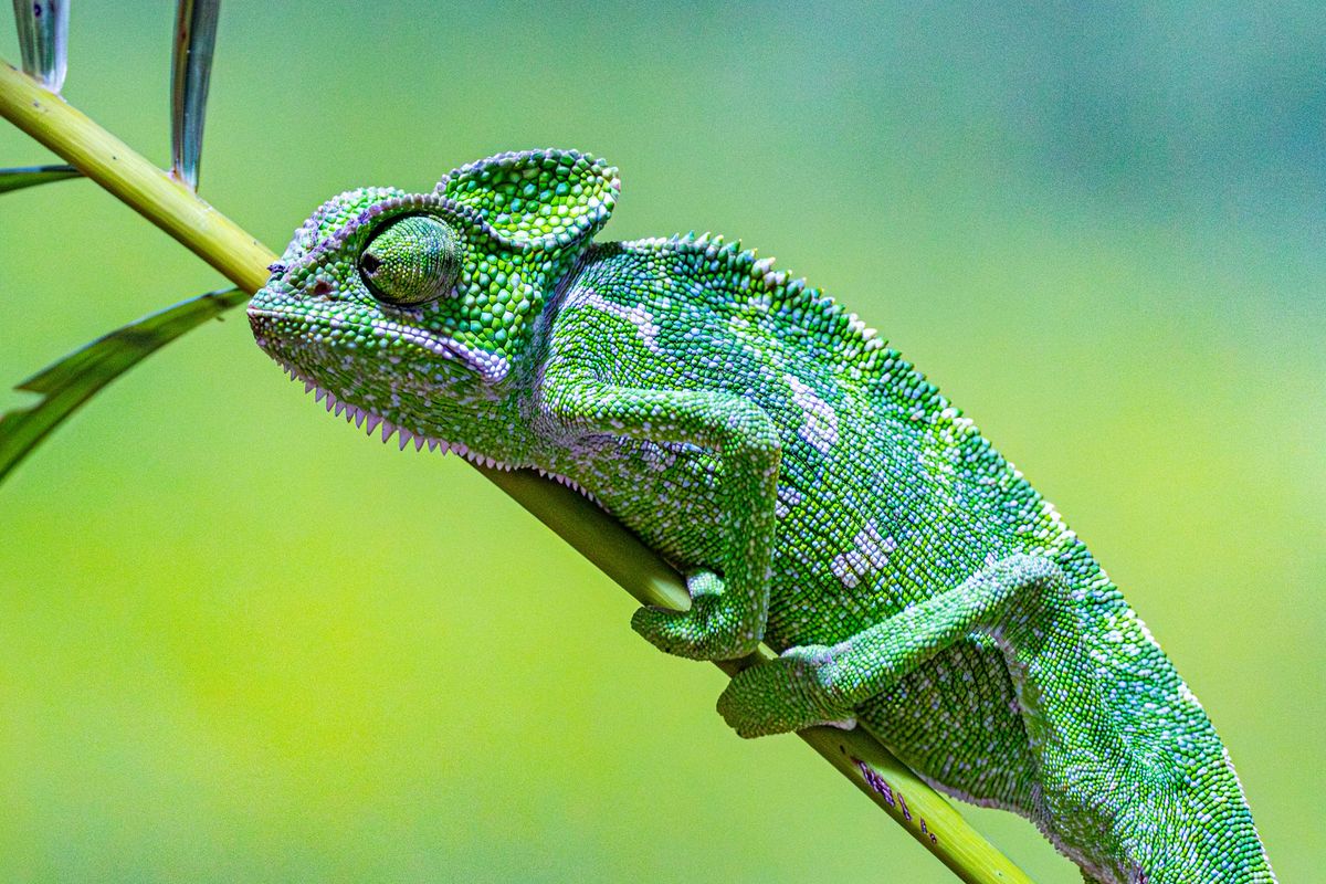Misting System for a Chameleon