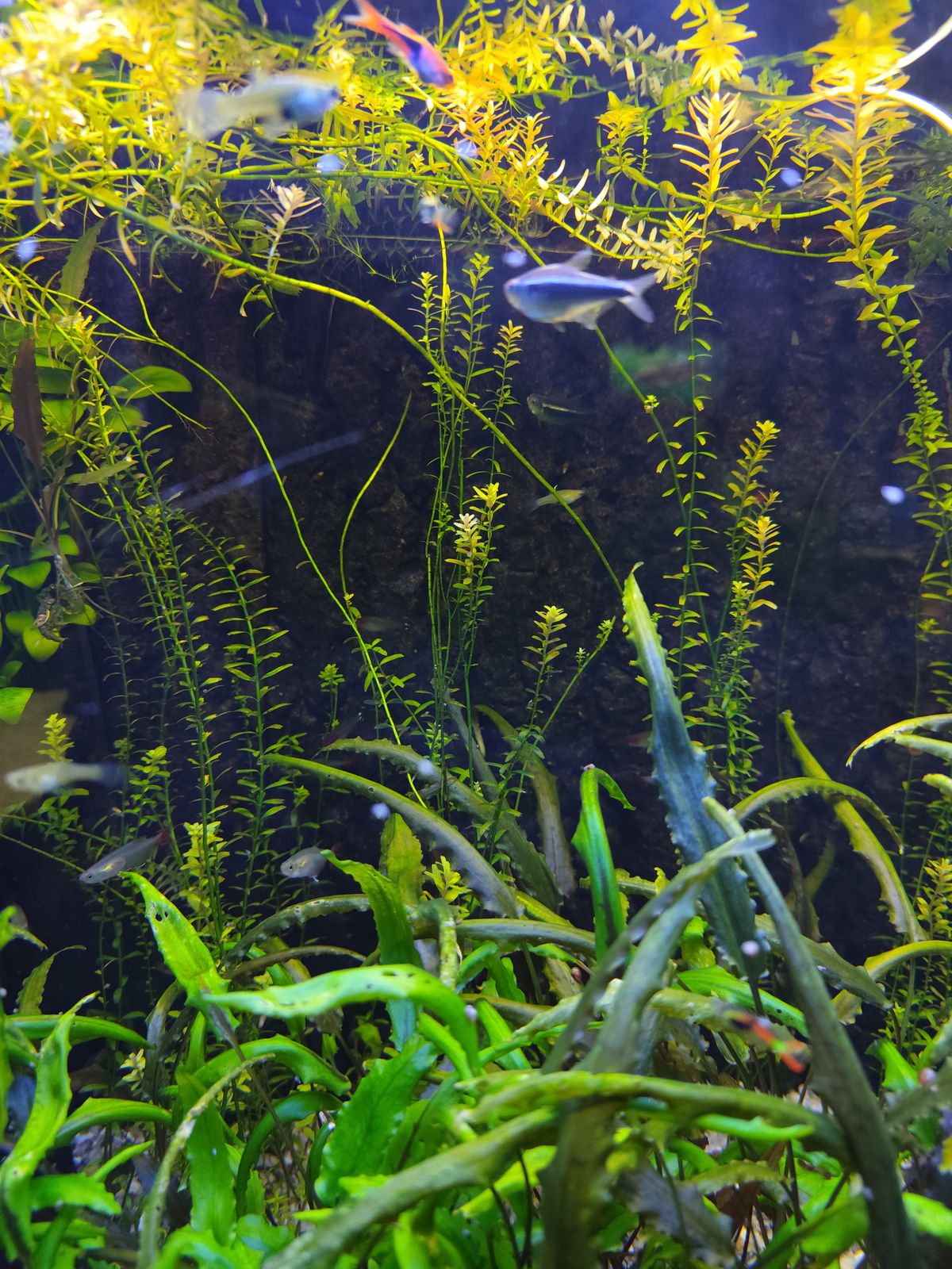 Root Tabs for a Dirted Planted Tank
