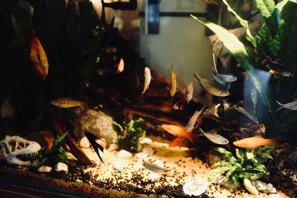 Budget CO2 Regulator for a Planted Aquarium