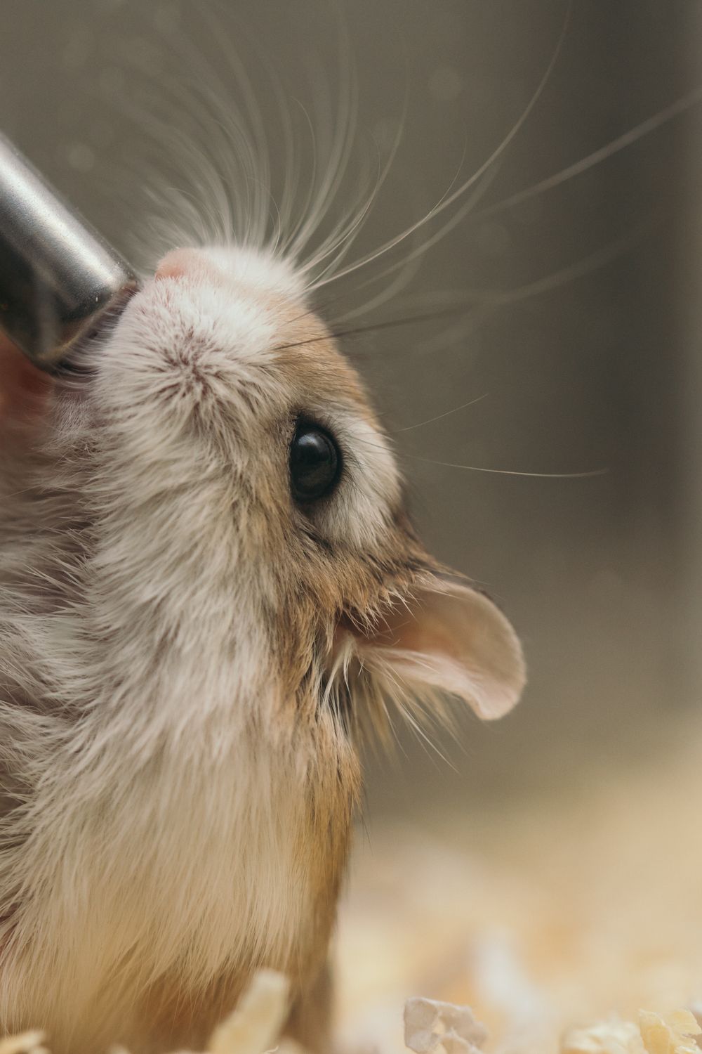 Bin Cage for a Hamster