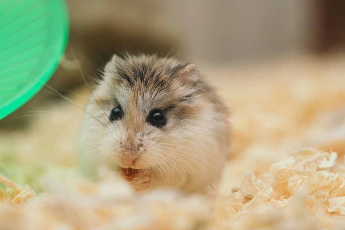 Hamster Cage for a Syrian