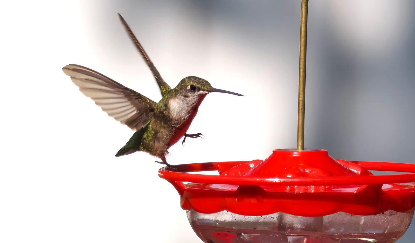 Hummingbird Feeder