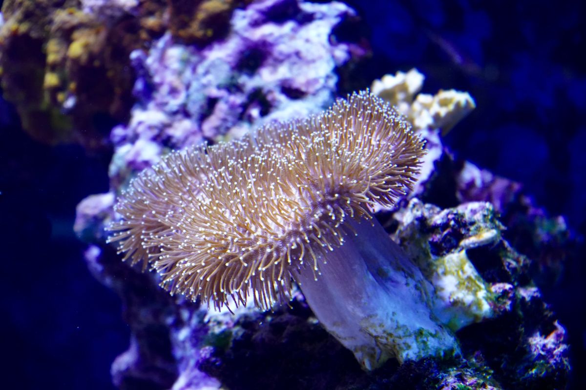 Leak Detector for an Aquarium