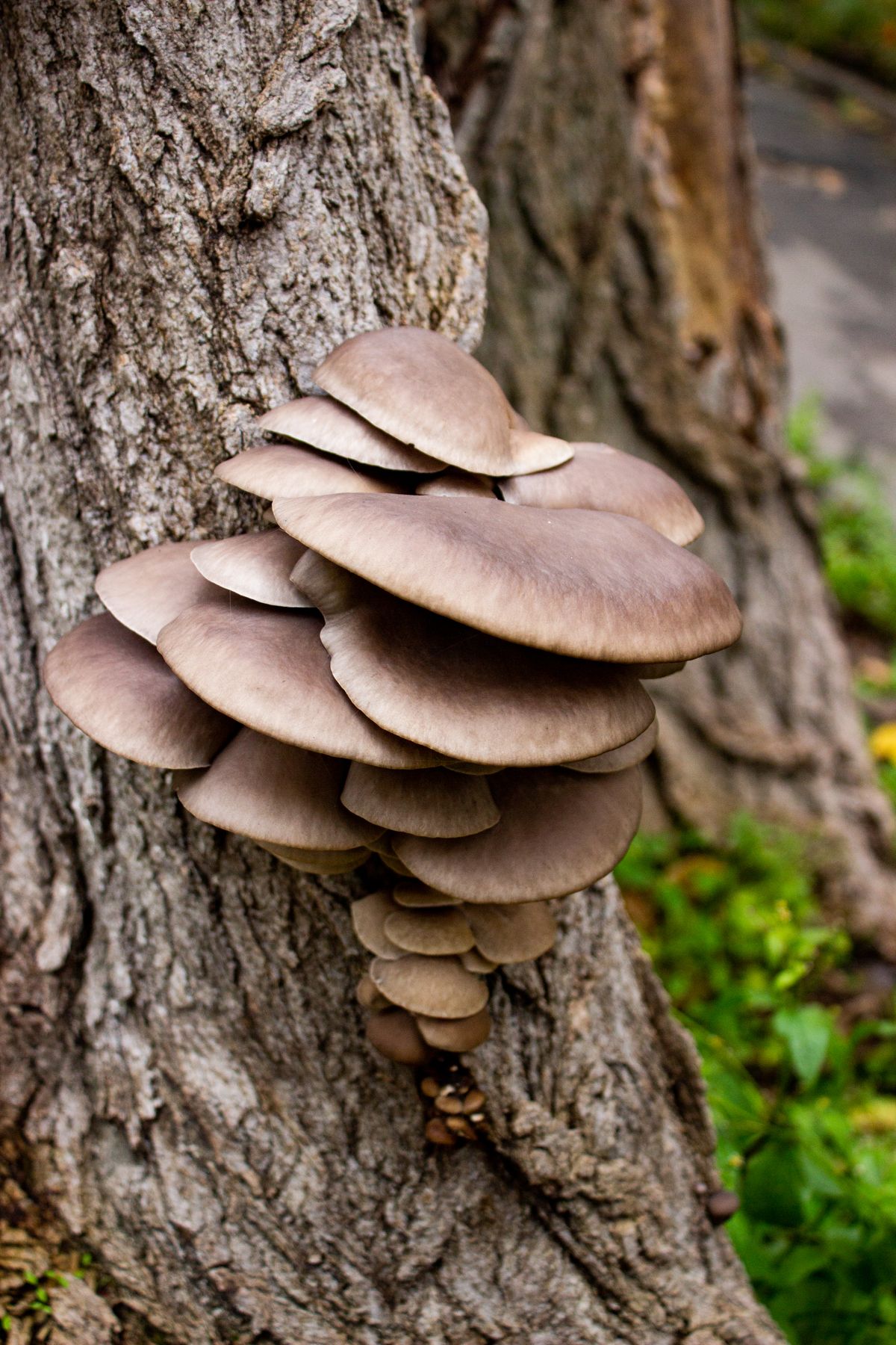 Mushroom Growing Kit for Beginners