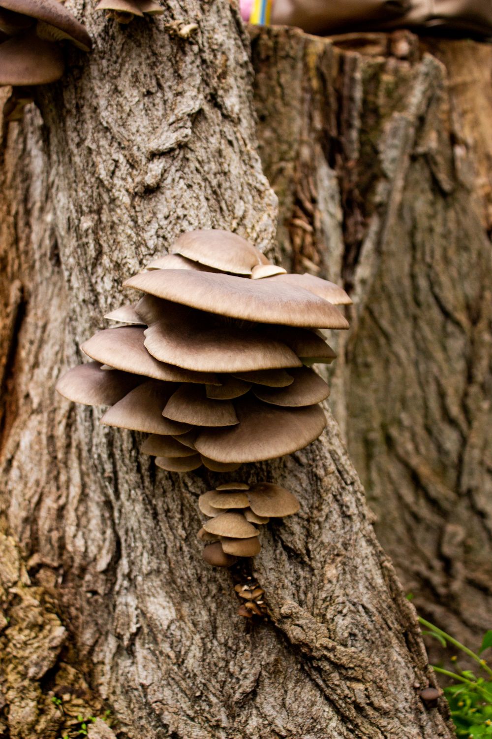 Mushroom Grow Bags with a Filter Patch