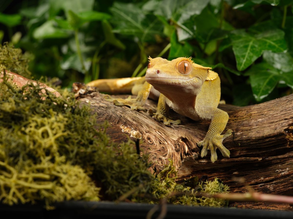 Enclosure for a Baby Crested Gecko