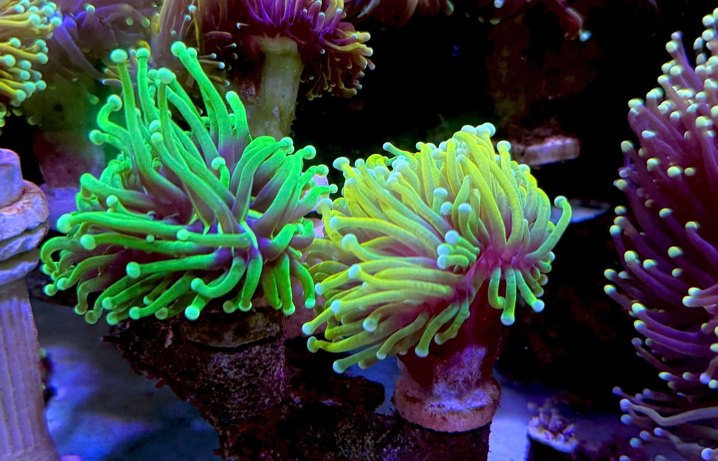 GFO Reactor for a Reef Tank