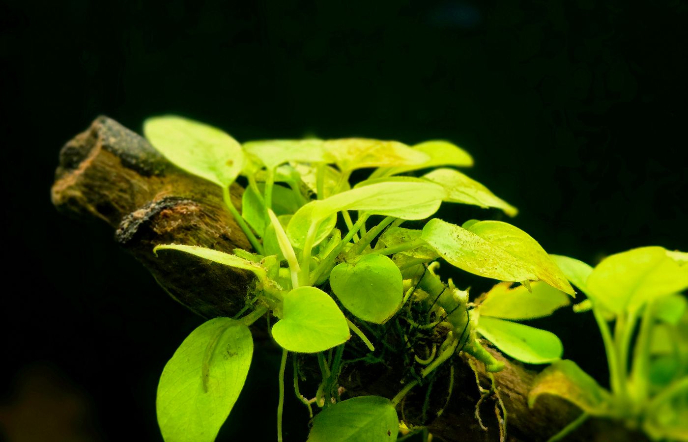 Cholla Wood for a Shrimp Tank