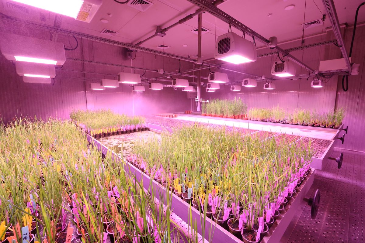 Grow Light for Seedlings