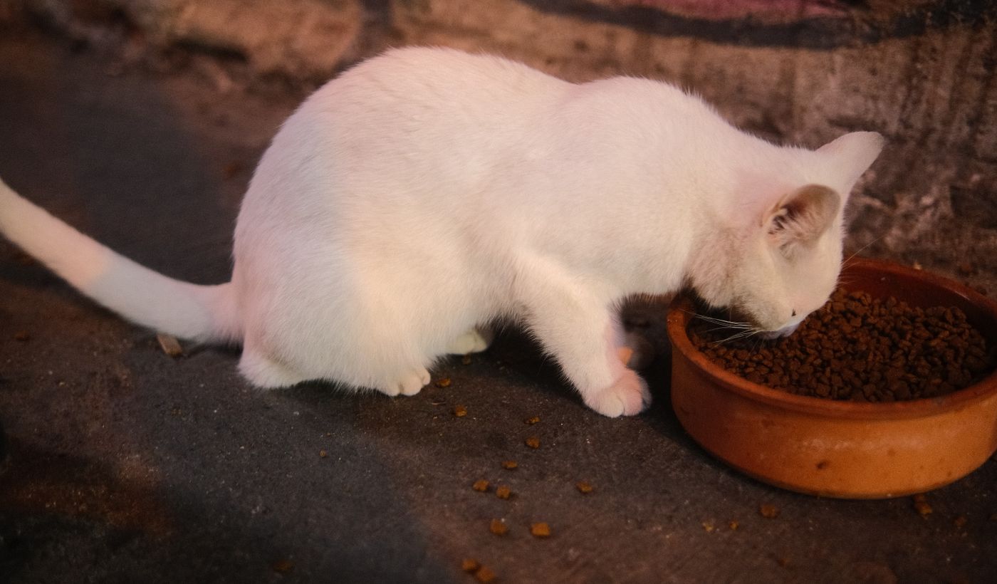 Automatic Cat Feeder
