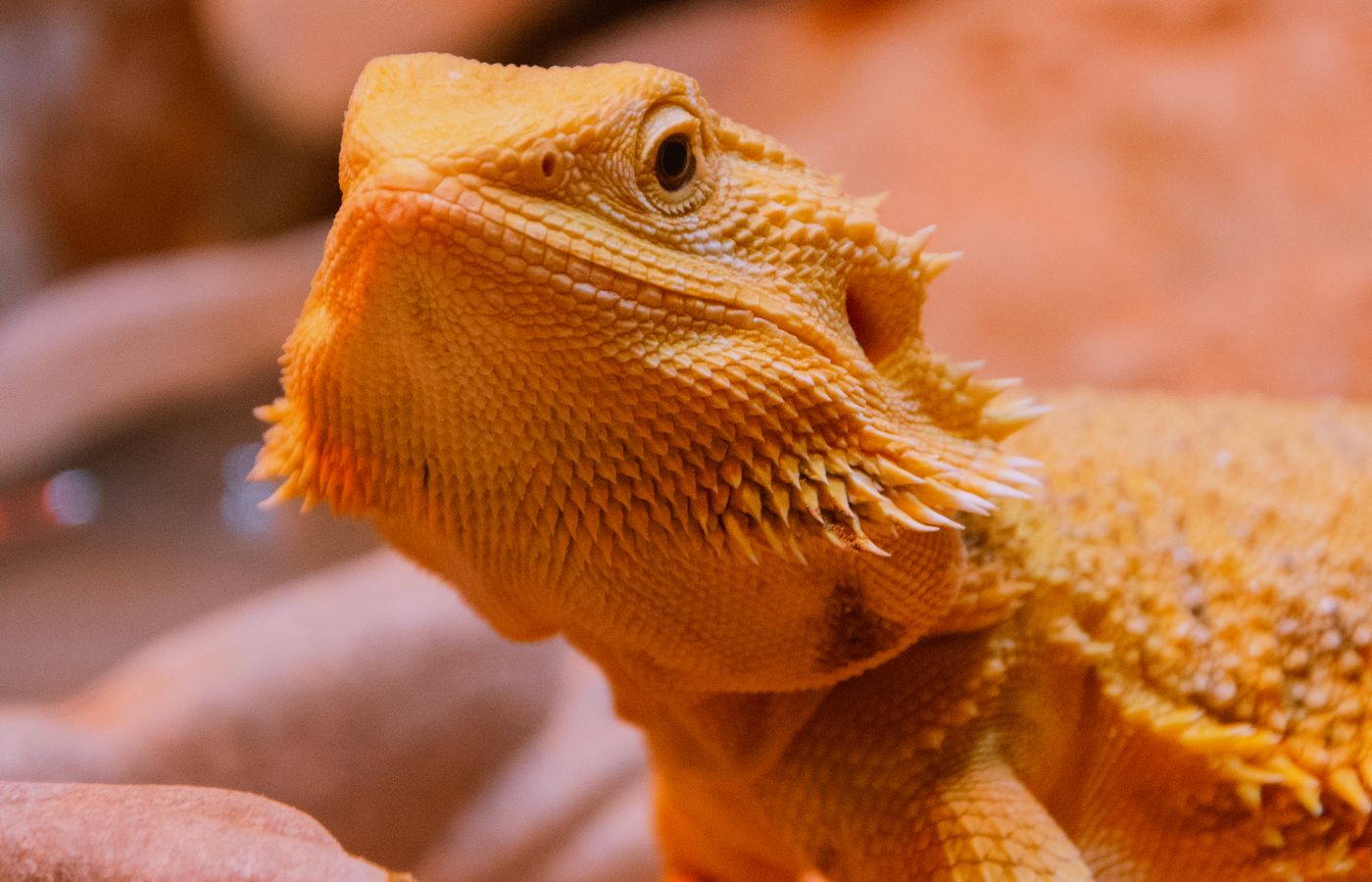 Deep Heat Projector for a Bearded Dragon