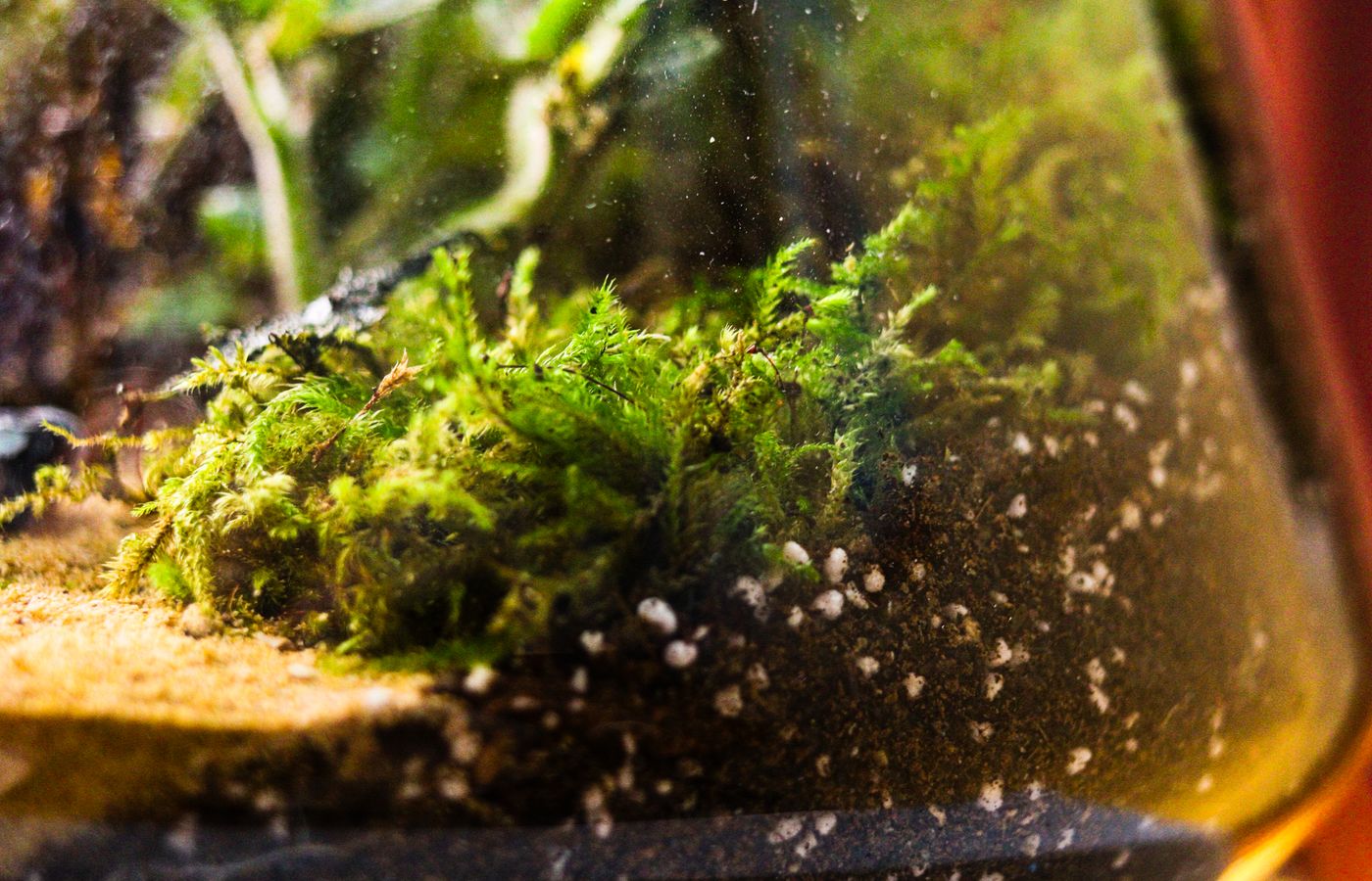 Leaf Litter for an Isopod Terrarium