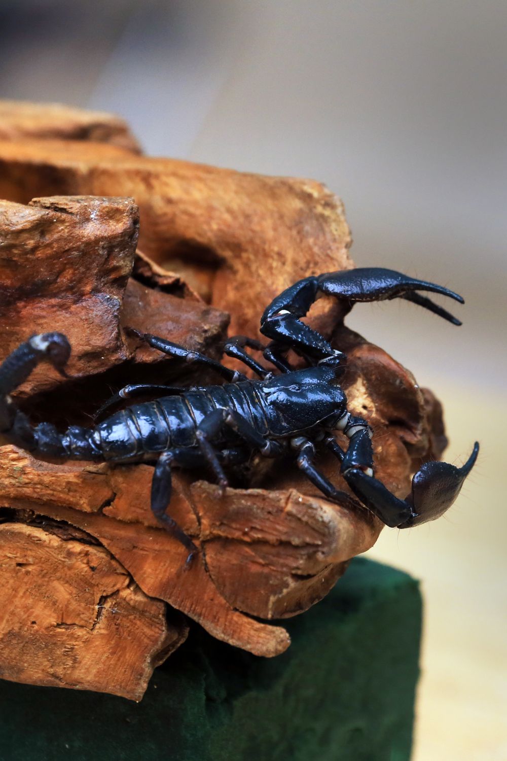 Substrate for an Emperor Scorpion