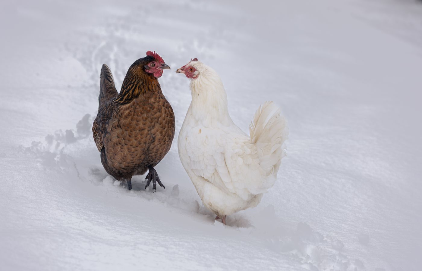 Heated Waterer for Backyard Chickens in Winter