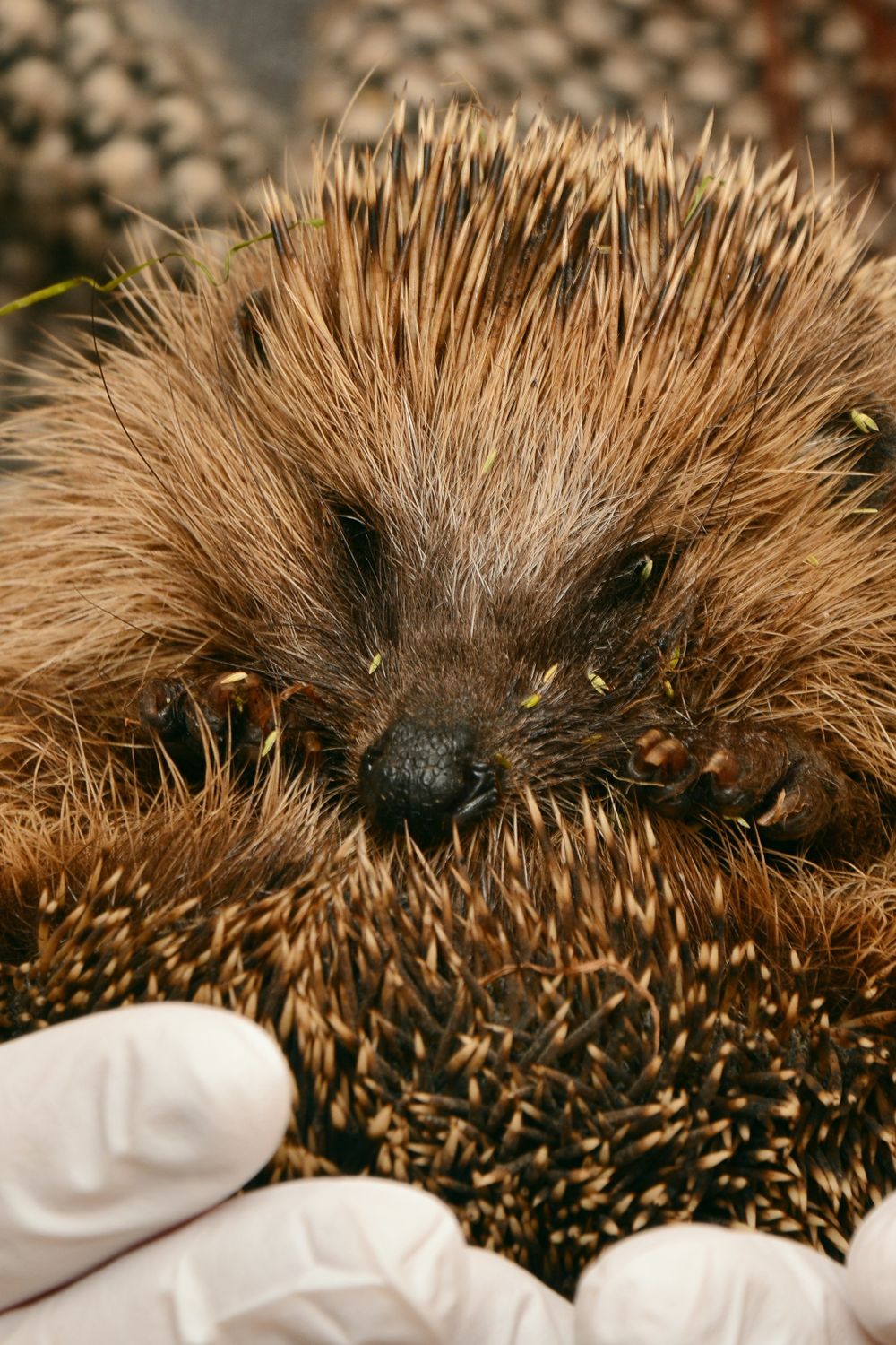 Heating for a Hedgehog Cage
