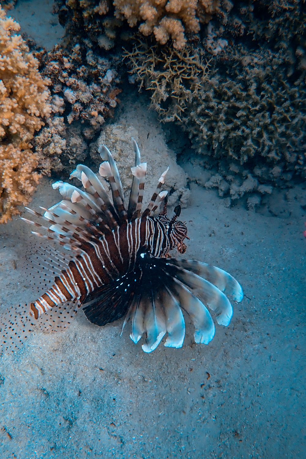 Fish Trap for a Reef Tank