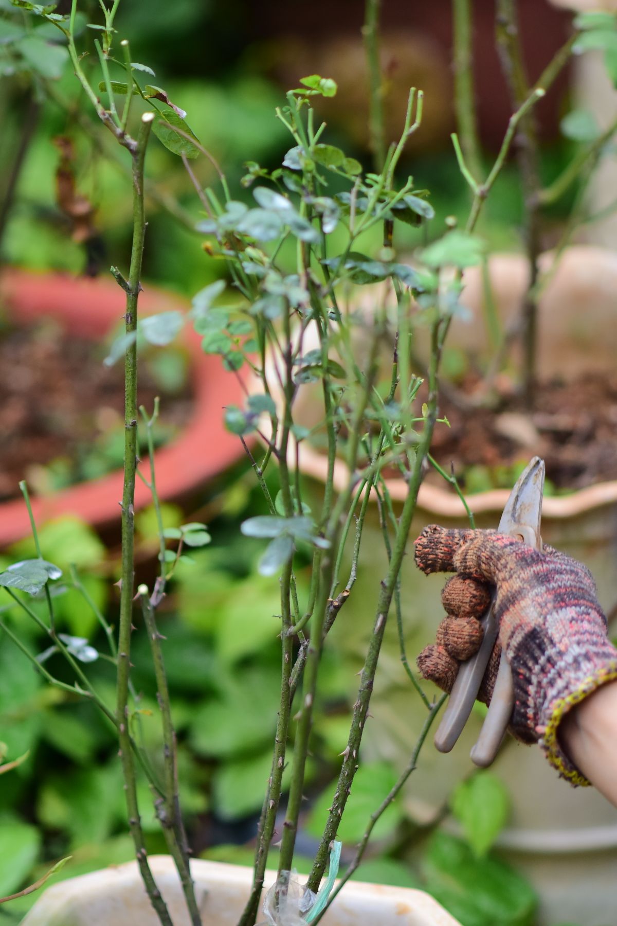 Pruning Shears for Roses