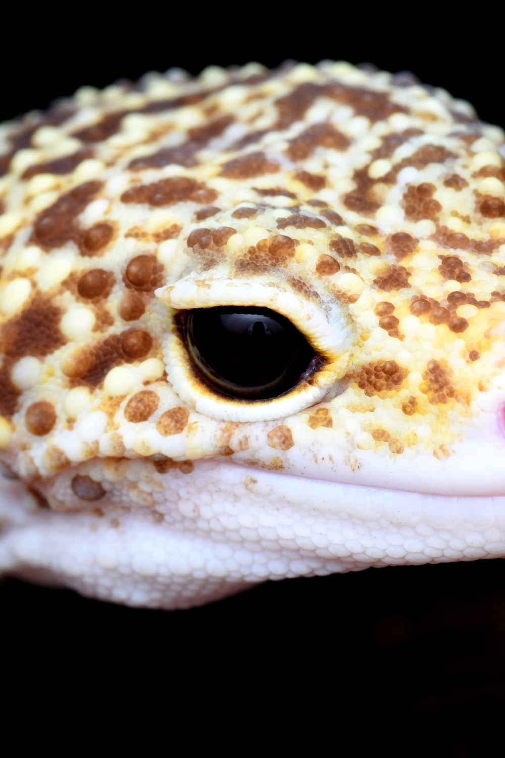 Incubator for Leopard Gecko Eggs