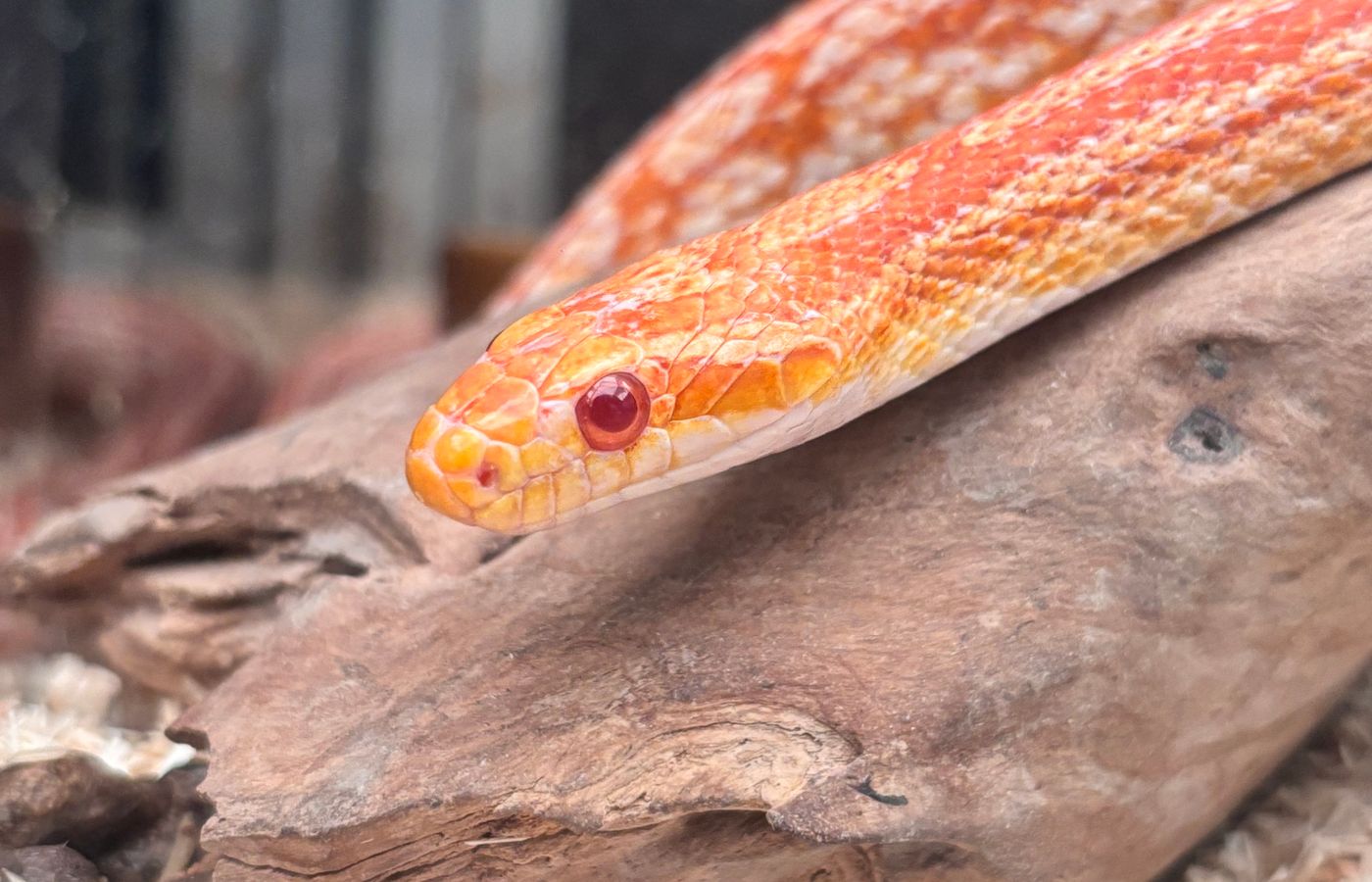 Hide for a Corn Snake