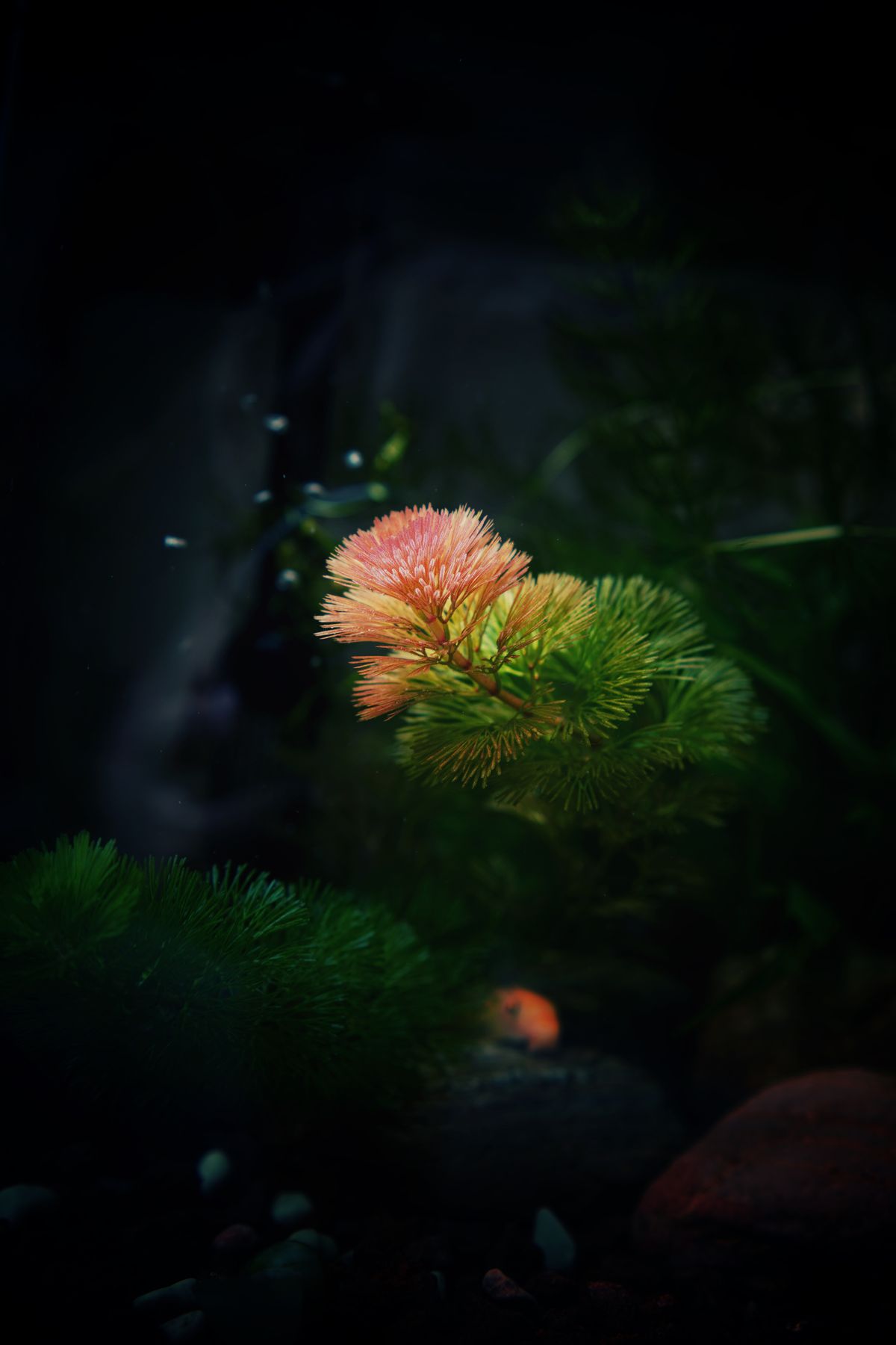 Aquarium Co-Op Easy Green vs Seachem Flourish