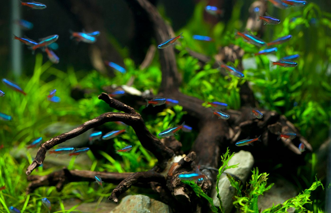 Drop Checker for Planted Aquarium CO2
