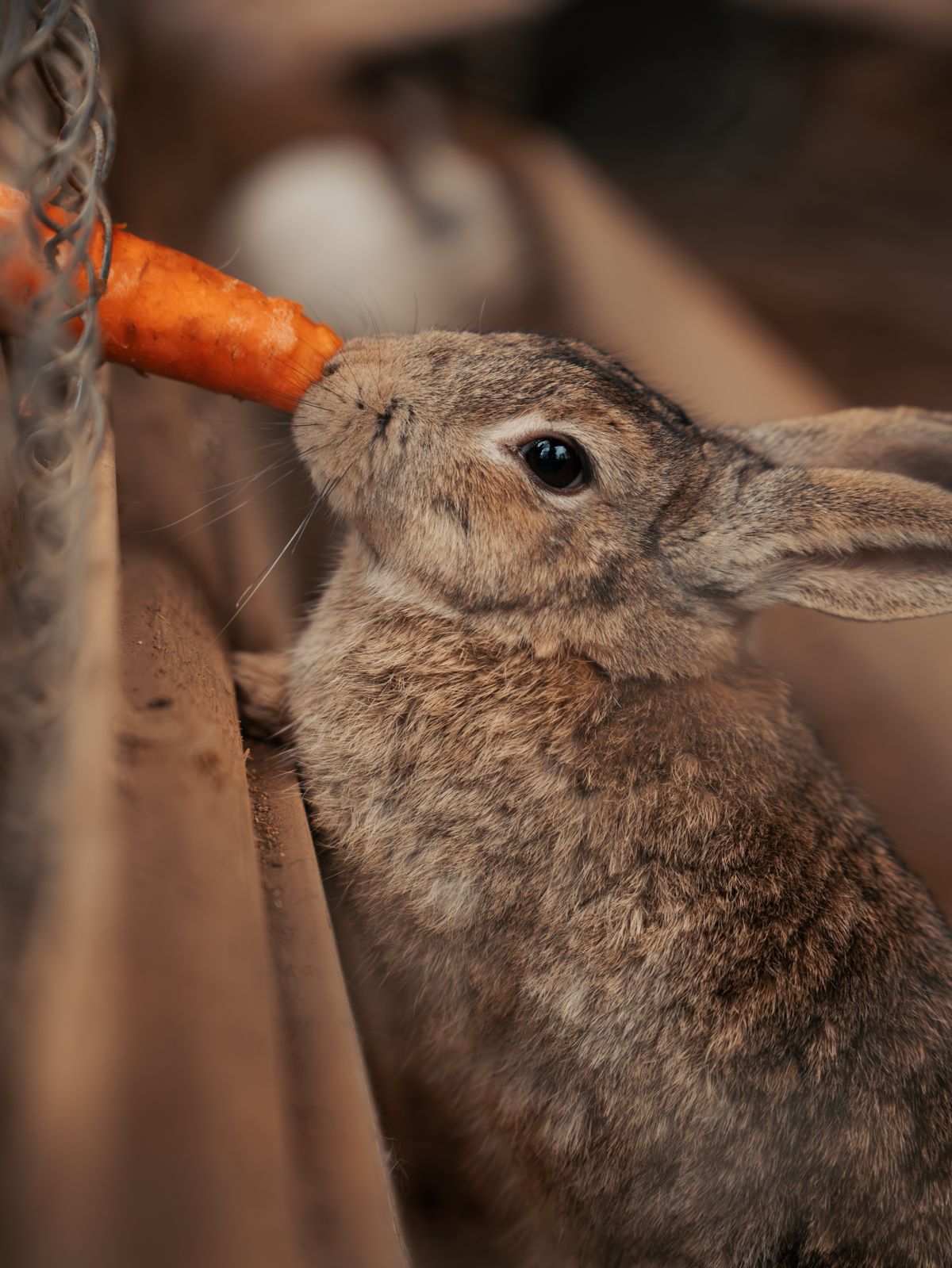 Automatic Feeder for Bunnies