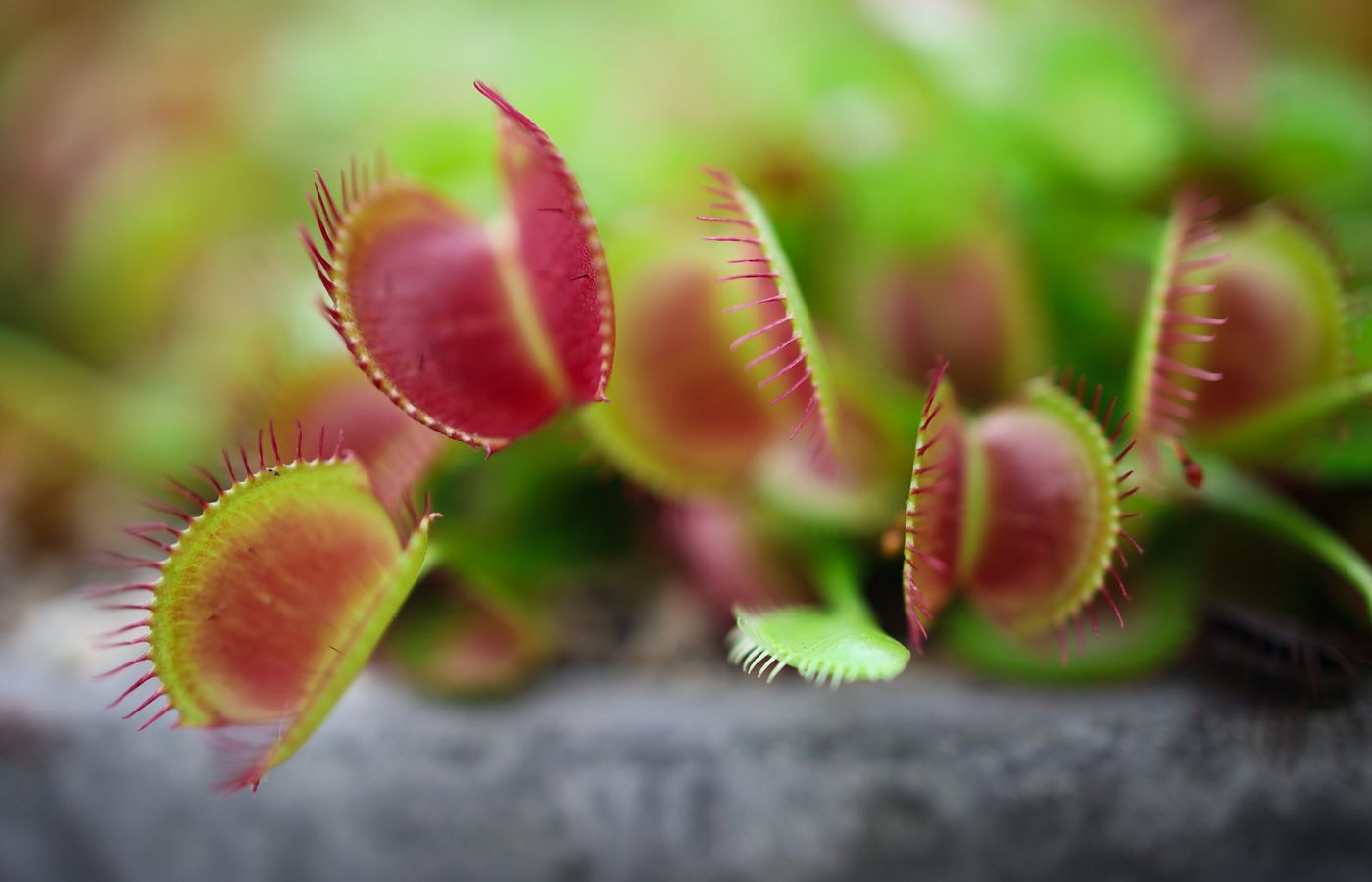 Grow Light for Carnivorous Plants Indoors